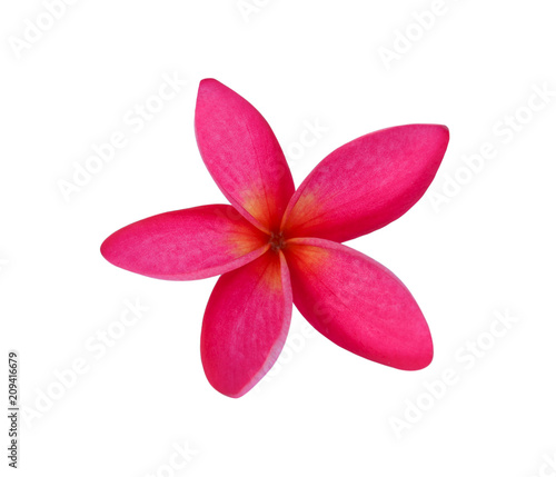 Plumeria on white background