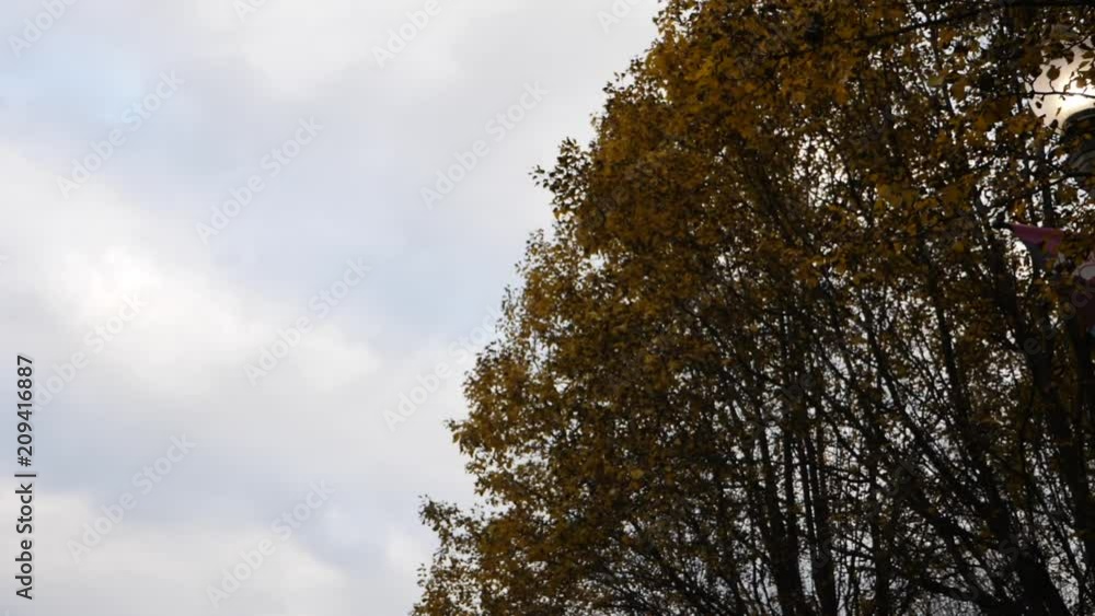Shot of Autumn trees while walking in slow motion. Shot of Autumn trees while walking in slow motion.
