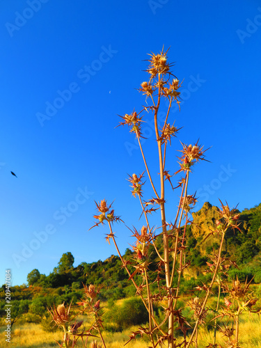 Tall dry thitle against blu sky photo