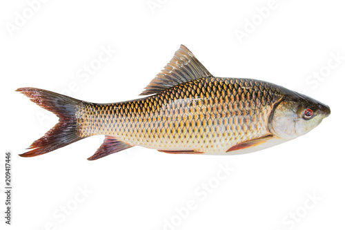 Probarbus jullieni (Cyprinidae) freshness Fish isolated white background