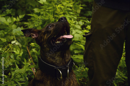 Formosan mountain dog. Young obedient dog. Training dogs in the open air.