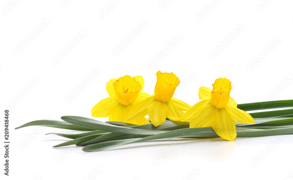 Three yellow beautiful daffodils.