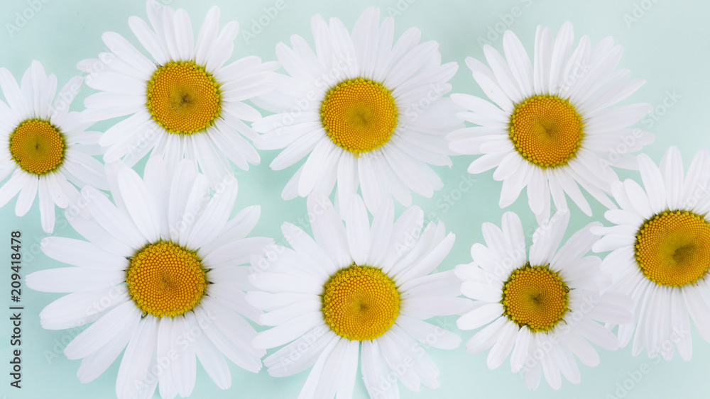Composition frame of white chamomile chrysanthemum flowers on a green, mint, tiffany color background, top view, creative flat layout. Composition frame of white chamomile chrysanthemum flowers on a green, mint, tiffany color background, top view, creative flat layout.