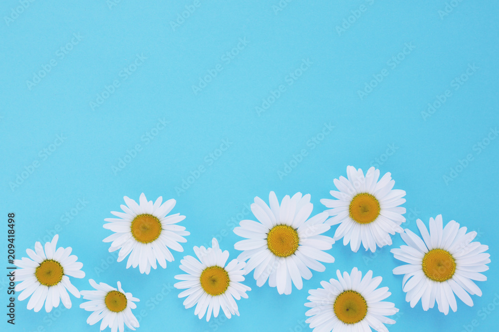 Fototapeta premium Composition of white chamomile flowers on a blue background, top view, creative flat layout. 