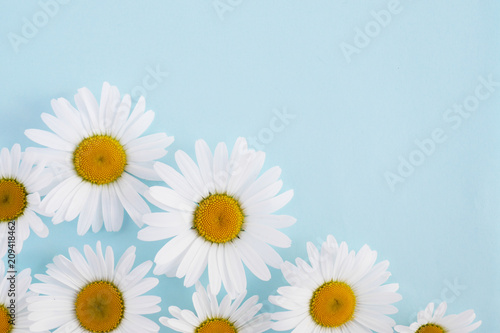 Composition of white chamomile  flowers on a blue background  top view  creative flat layout. 