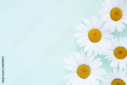 Composition frame of white chamomile  flowers on a green  mint  tiffany color background  top view  creative flat layout.