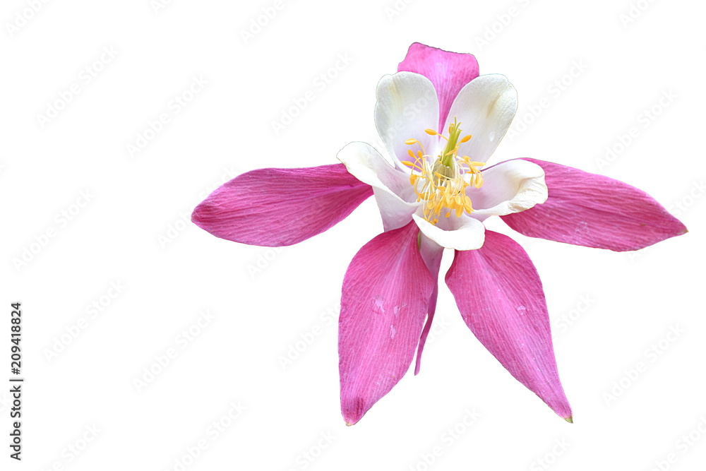 Flower aquilegia on a white background. Flower aquilegia on a white background.
