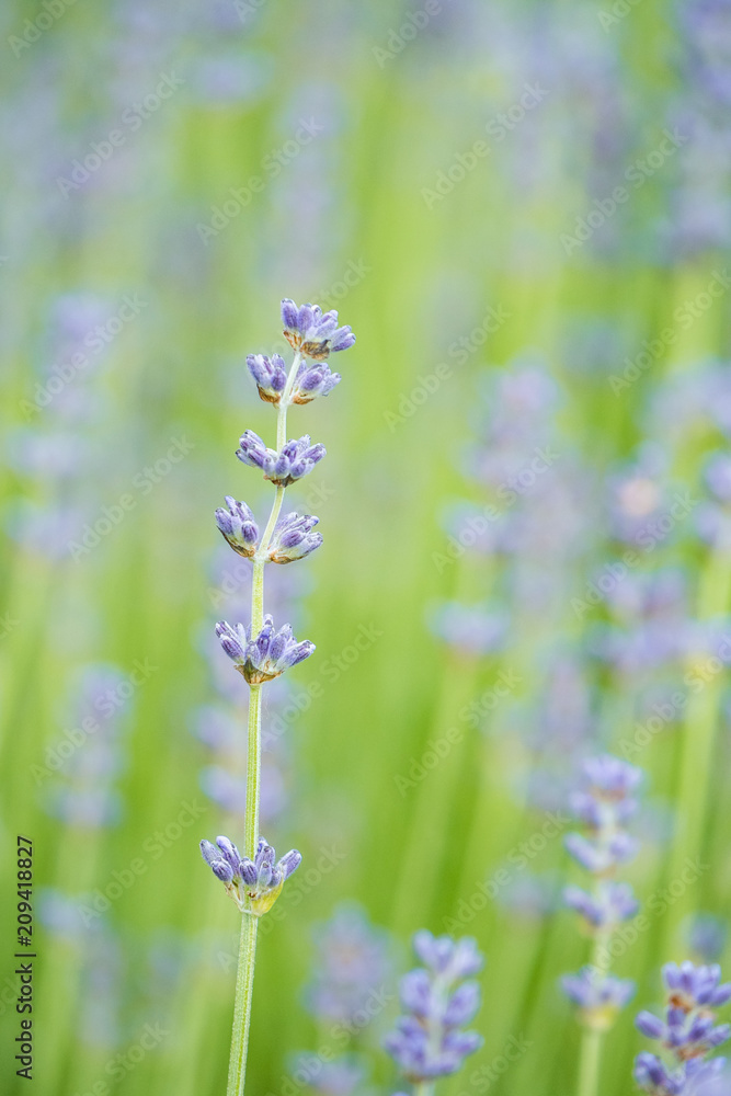 Fototapeta premium bright purple lavender flower field background