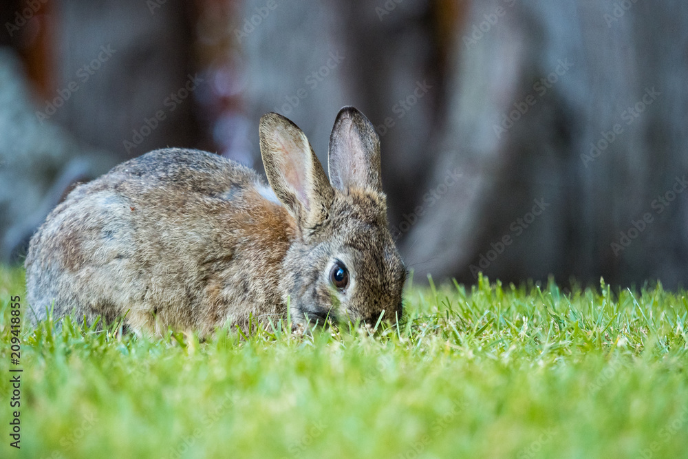 Fototapeta premium side portrait of brown rabbit eating grass on the grassy filed