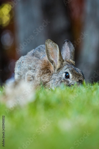 brown rabbit with big eyes hide itself behind grass keep eating in the shade © Yi
