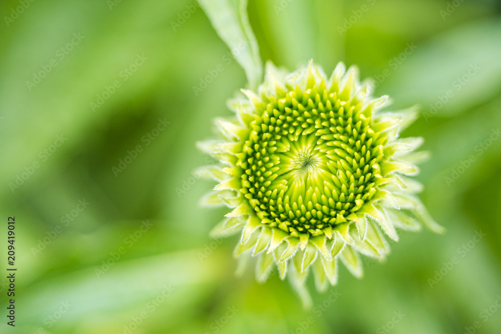 close up detail of the centre of green daisy bud close up detail of the centre of green daisy bud