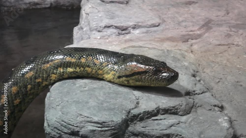 Green anaconda (Eunectes murinus). Portrait anaconda. photo