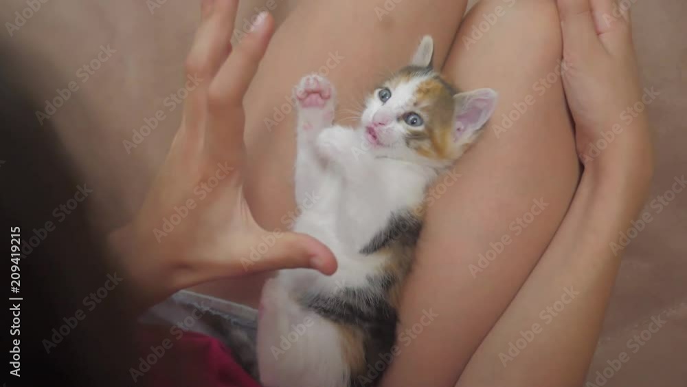 small kitten sits on the lap of a little girl slow motion video. friendship of a girl and lifestyle a kitten. girl playing with kitten concept small kitten sits on the lap of a little girl slow motion video. friendship of a girl and lifestyle a kitten. girl playing with kitten concept