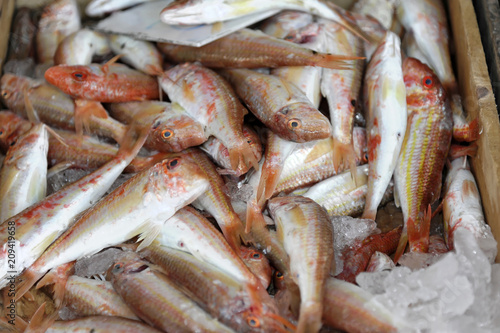 Frischer Fang, Fische frisch gefangen, , Venezianischer Hafen, , Iraklion, Heraklion, Kreta, Griechenland. Europa ©  Egon Boemsch