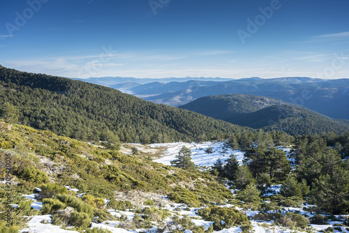 Scots Pine forest (Pinus sylvestris), and padded brushwood (Juniperus communis subsp. alpina and Cytisus oromediterraneus) in Guadarrama Mountains National Park, province of Madrid, Spain photo