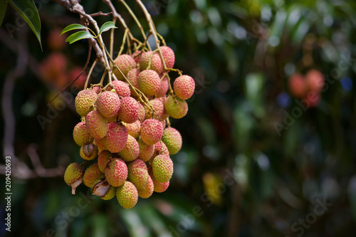 Lychee fruit heathy Thai Food