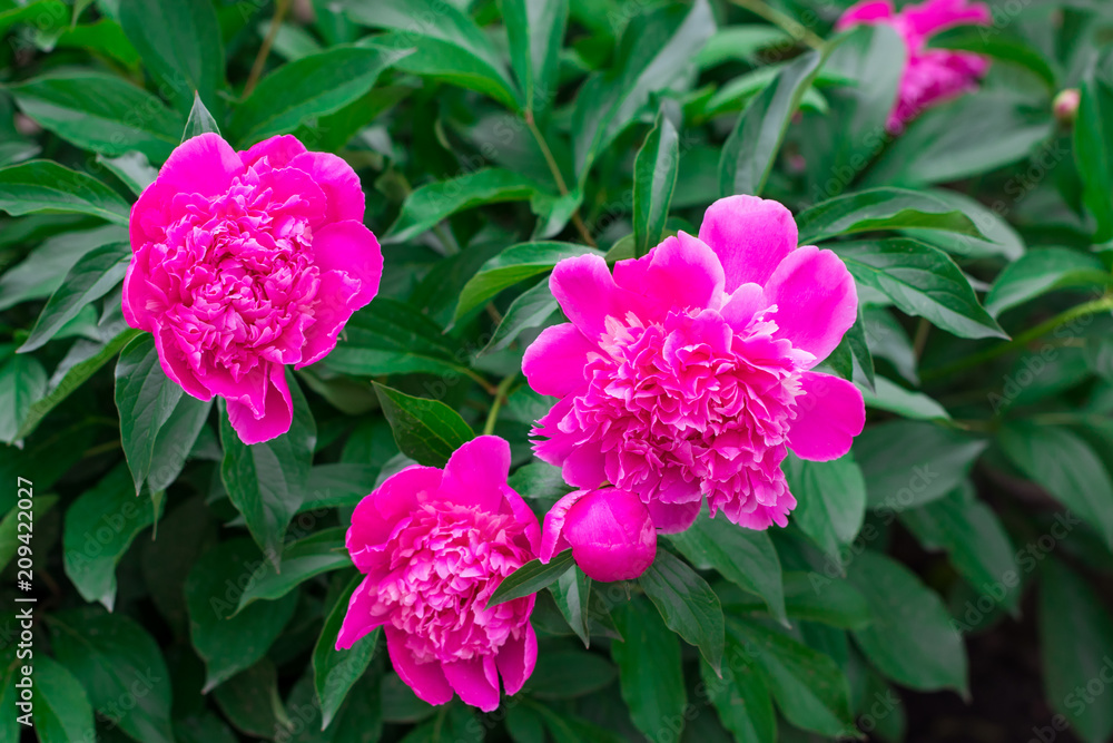 Pink peonies in the garden. Blooming pink peony. Closeup of beautiful pink Peonie flower