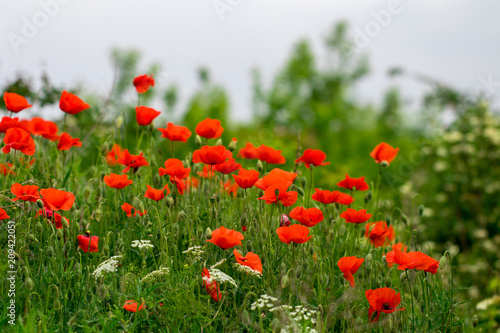 Field of bright red poppy flowers in summer