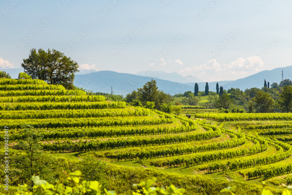 The fields of Friuli Venezia-Giulia cultivated with grapevines The fields of Friuli Venezia-Giulia cultivated with grapevines