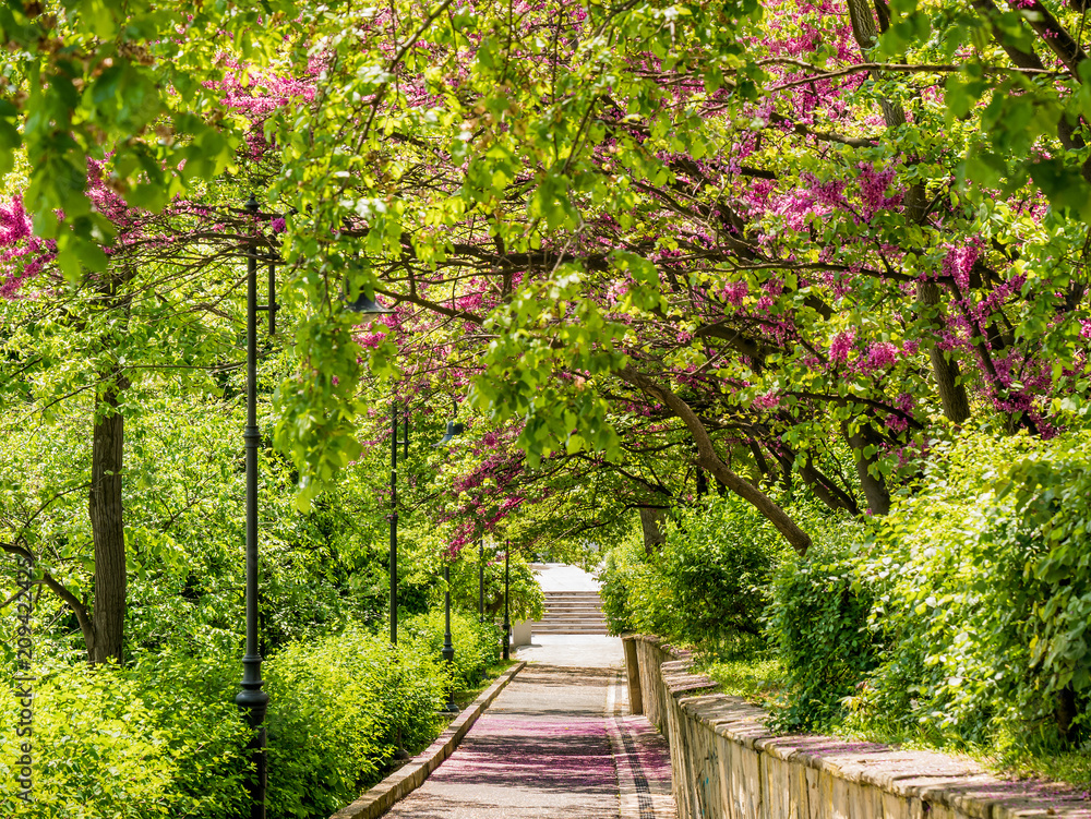 Green alley in spring park