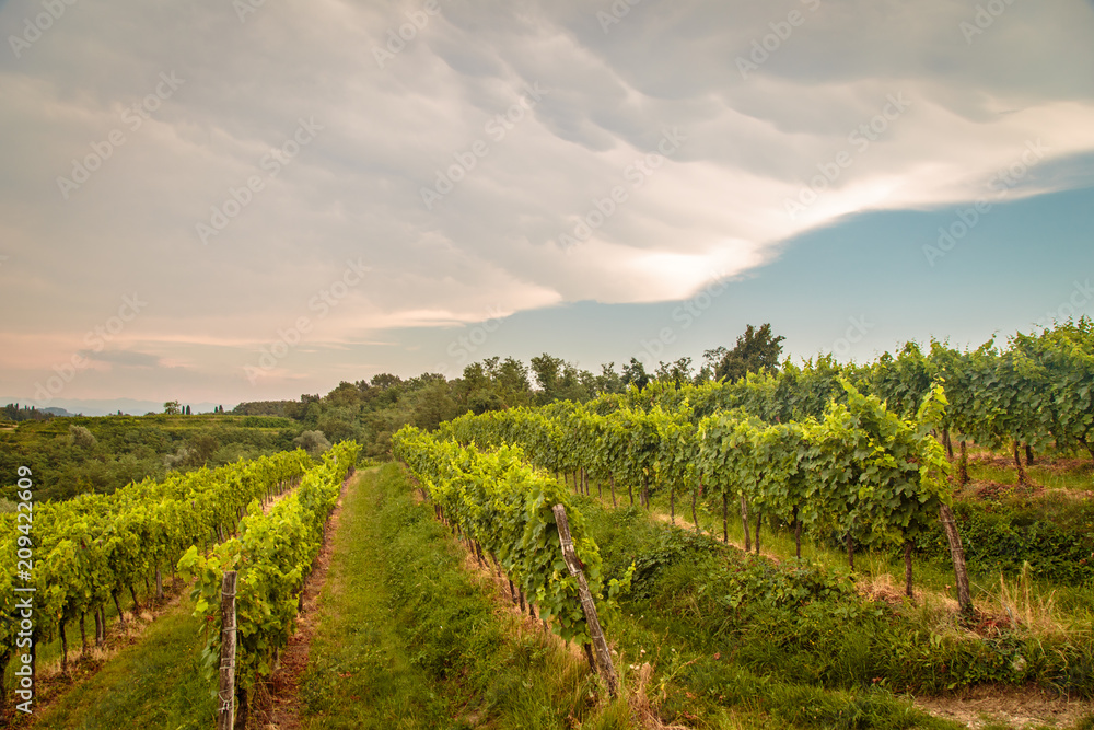 Storm over the vineyard