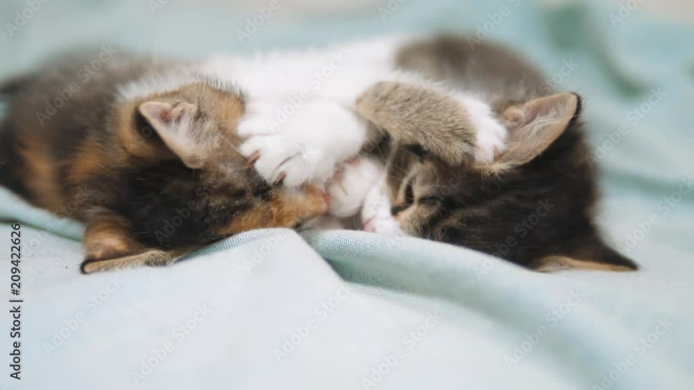 white two kitten playing sleeps bite each other. Two funny bite fighting playful little hair lifestyle kittens playing with each other. two little kittens a are sleeping pets. little cat kittens white two kitten playing sleeps bite each other. Two funny bite fighting playful little hair lifestyle kittens playing with each other. two little kittens a are sleeping pets. little cat kittens