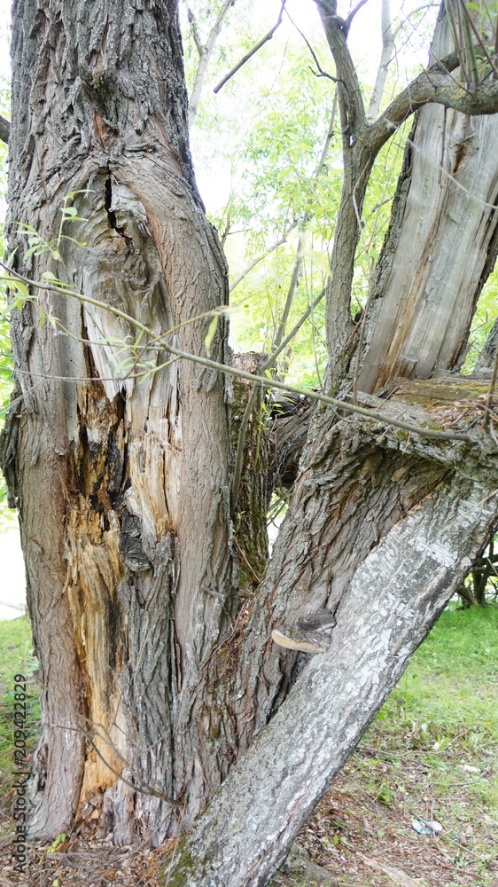 Корявый ствол дерева после урагана