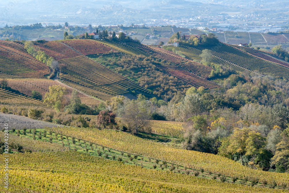 Vines and hills in Langhe. Italy