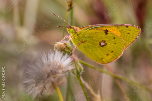 Flower with butterfly in a nature area of Madrid © josevgluis