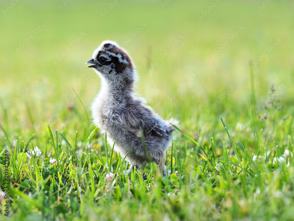 Partridge chick stretched out his neck, chicken silk chinese, outdoor on a green lawn, sunlight. Silkie, silky Partridge chick stretched out his neck, chicken silk chinese, outdoor on a green lawn, sunlight. Silkie, silky