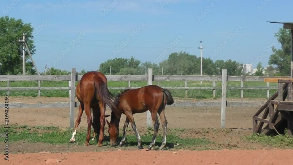Horses at the farm in spring time Horses at the farm in spring time