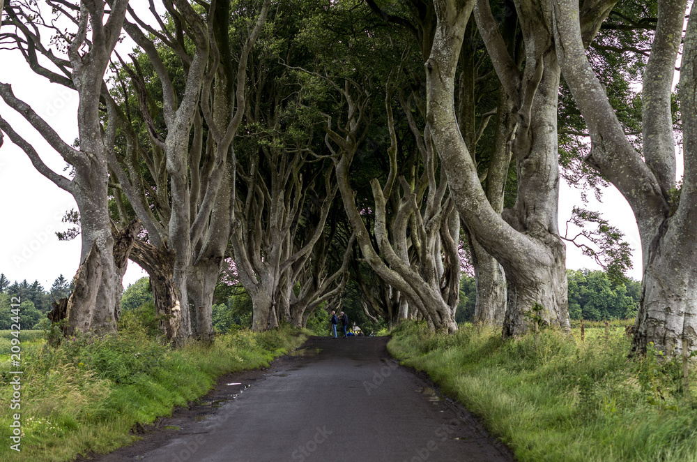 Fototapeta premium Dark Hedges, Ballymoney, Northern Ireland