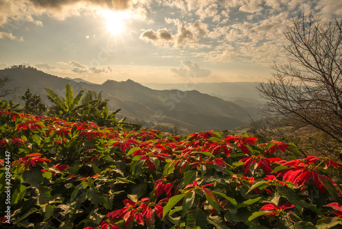 The poinsettia or Christmas flowers growth on the hills in Chiang Rai province of Thailand.