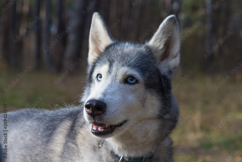 Dog breed husky on the walking in a forest. Selective focus