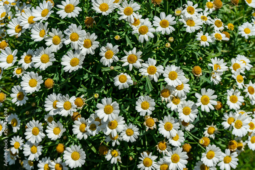Fototapeta premium Margeriten
