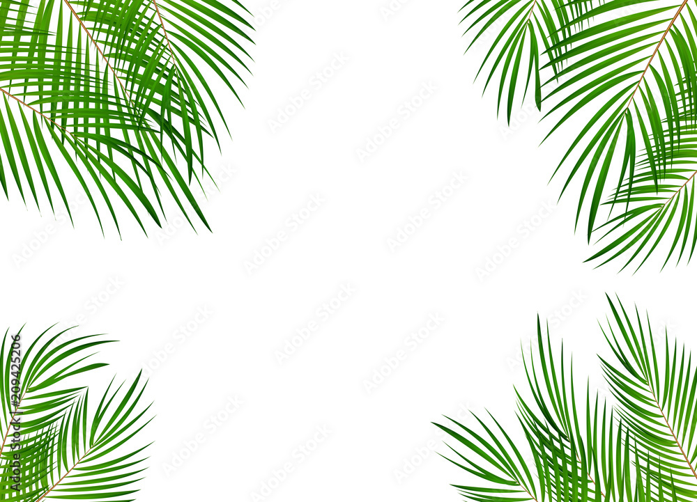 Colorful naturalistic frame from the leaf of the Libistones of Chinese (Southern palm). Vector Illustration.