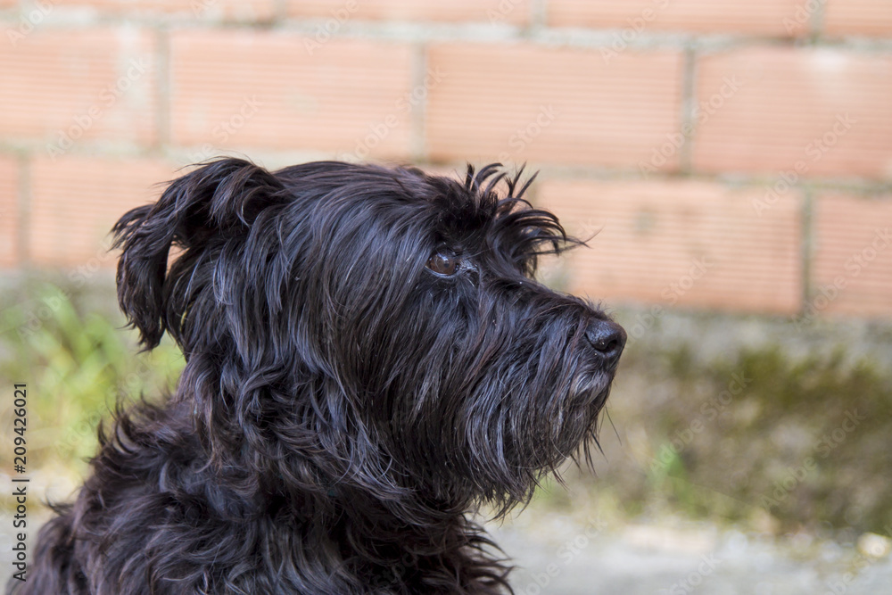 portrait of black schnauzer dog with brick wall background