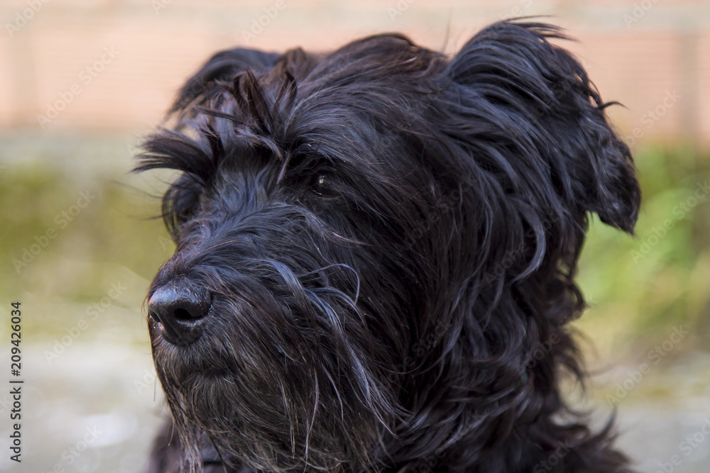 portrait of black schnauzer dog with brick wall background
