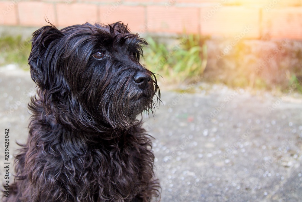 portrait of black schnauzer dog with brick wall background