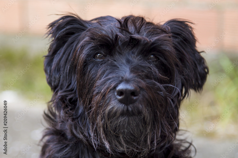 portrait of black schnauzer dog with brick wall background portrait of black schnauzer dog with brick wall background
