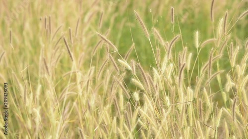 Grass flower in the field for background