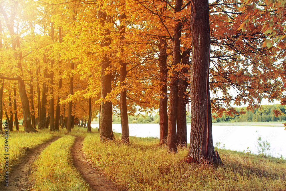 Obraz premium Narrow winding road in yellow autumn forest, nature sunny landscape