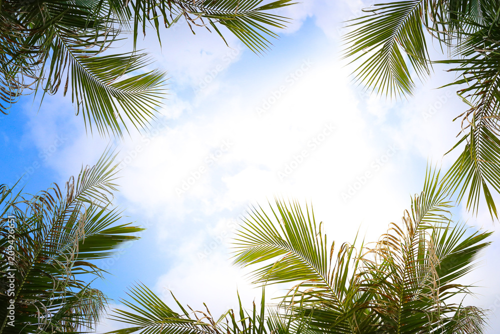 Coconut Palm tree with blue sky, retro and vintage tone. Coconut Palm tree with blue sky, retro and vintage tone.