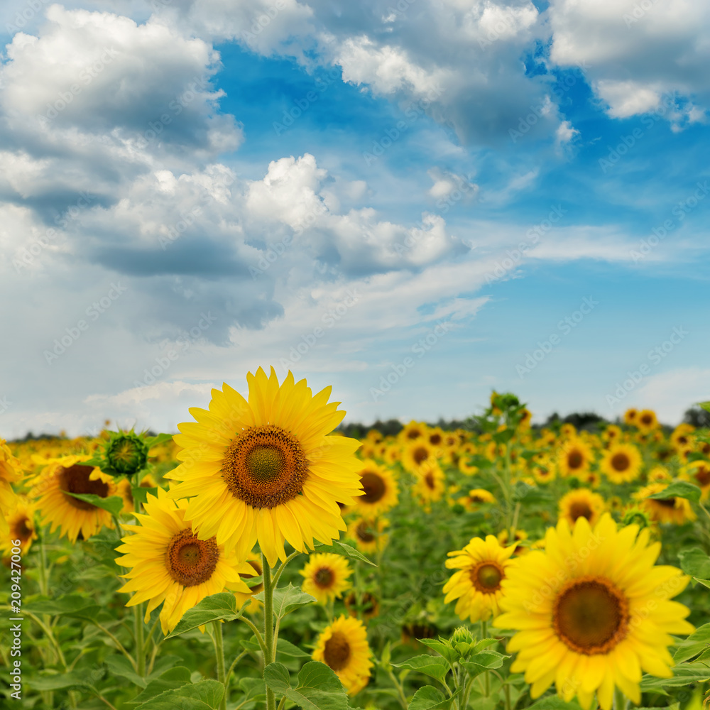sunflowers on the field and low dramatic clouds. soft focus sunflowers on the field and low dramatic clouds. soft focus