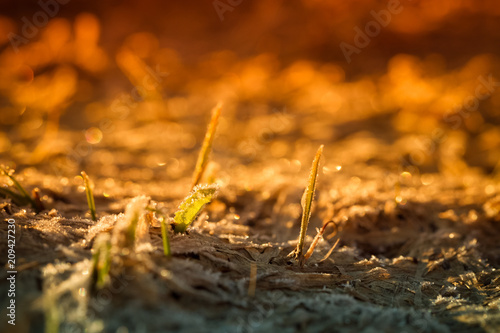 The grass is frosty. Shallow depth of field © strannik_fox