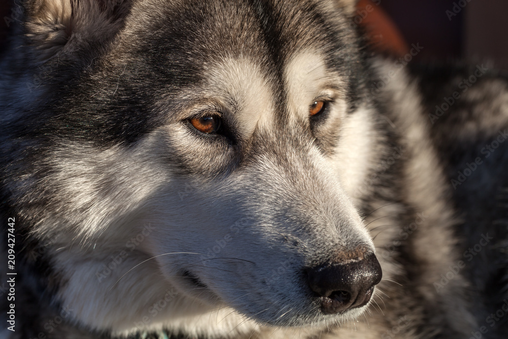 Fototapeta premium Portrait of a young Alaskan malamute, the color of a wolf