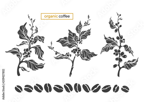 Vector coffee set of tree, branch, leaves, beans
