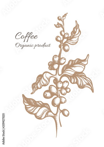 Vector coffee branch with leaves, beans.