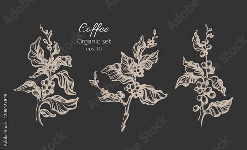 Set of coffee tree. Vector vintage illustration