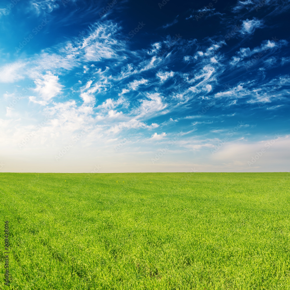 green grass agriculture field and blue sky in sunset green grass agriculture field and blue sky in sunset